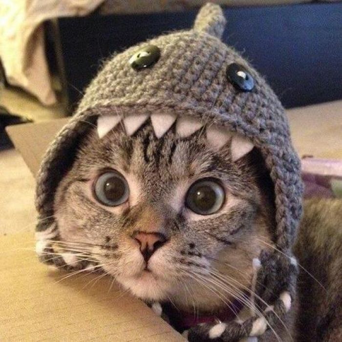 cat with hat.jpg