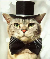 cats_with_hats_1.jpg