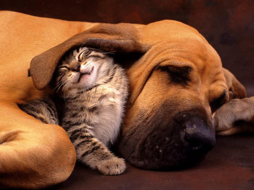 dog-and-cat-sleeping1.jpg